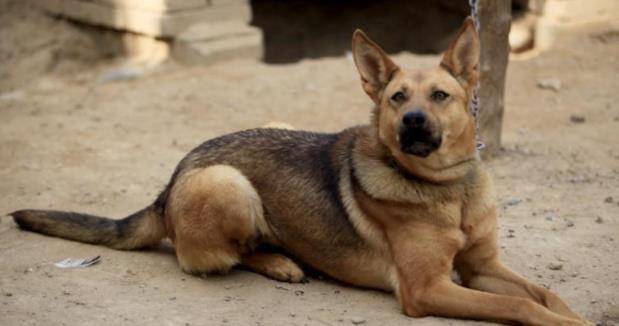 因为|4种饲养数量最多的犬种，柯基上榜，最后一种养的人越来越少
