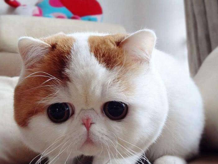 它是坚强喵，好奇心伤害了它，猫奴的习惯也很重要
