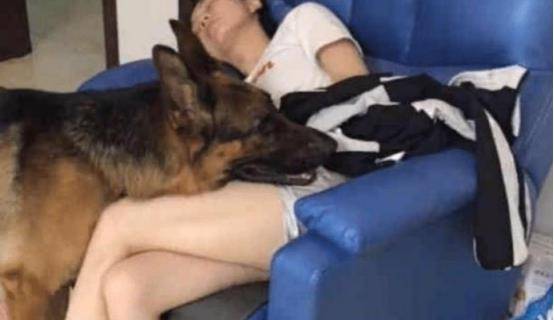 女主人睡着后牧羊犬慢慢靠近,它接下来的行为,男主人很惭愧 女主人睡着后牧羊犬慢慢靠近,它接下来的行为,男主人很惭愧