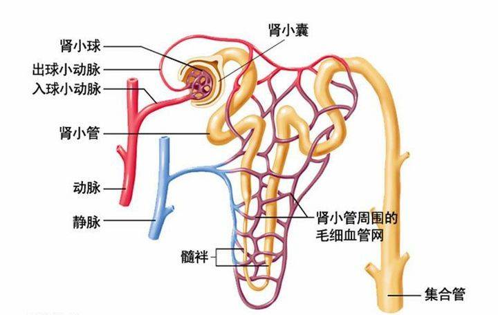 尿酸|都说要多喝水，但多喝水真的好吗？