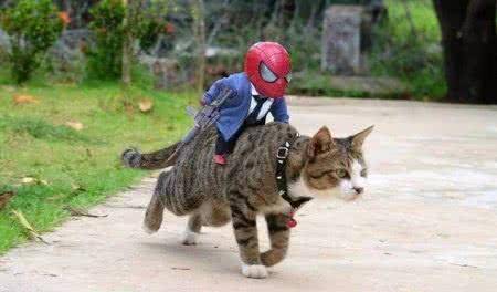 史诗级动作“猫片”，居然还有蜘蛛侠参演，真的帅爆了！_猫咪
