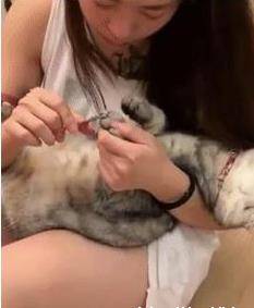 主人给猫咪剪指甲，猫咪躺在怀里一脸享受，网友羡慕：别人家的猫