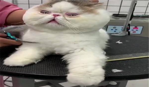 后颈|网友带加菲猫去美容，呆滞的眼神好可爱，猫：被抓住命运的后颈脖