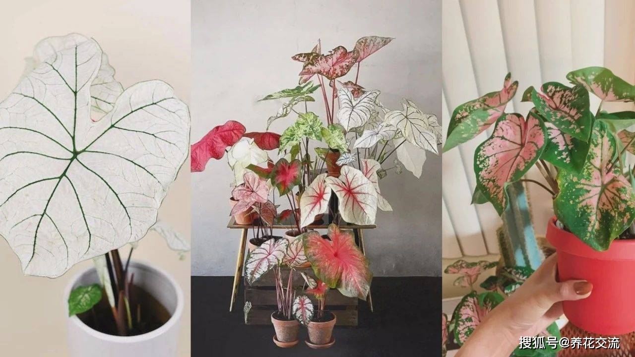 阳光不多的阳台 可尝试种花叶芋 这种球根植物好看又好养 叶子
