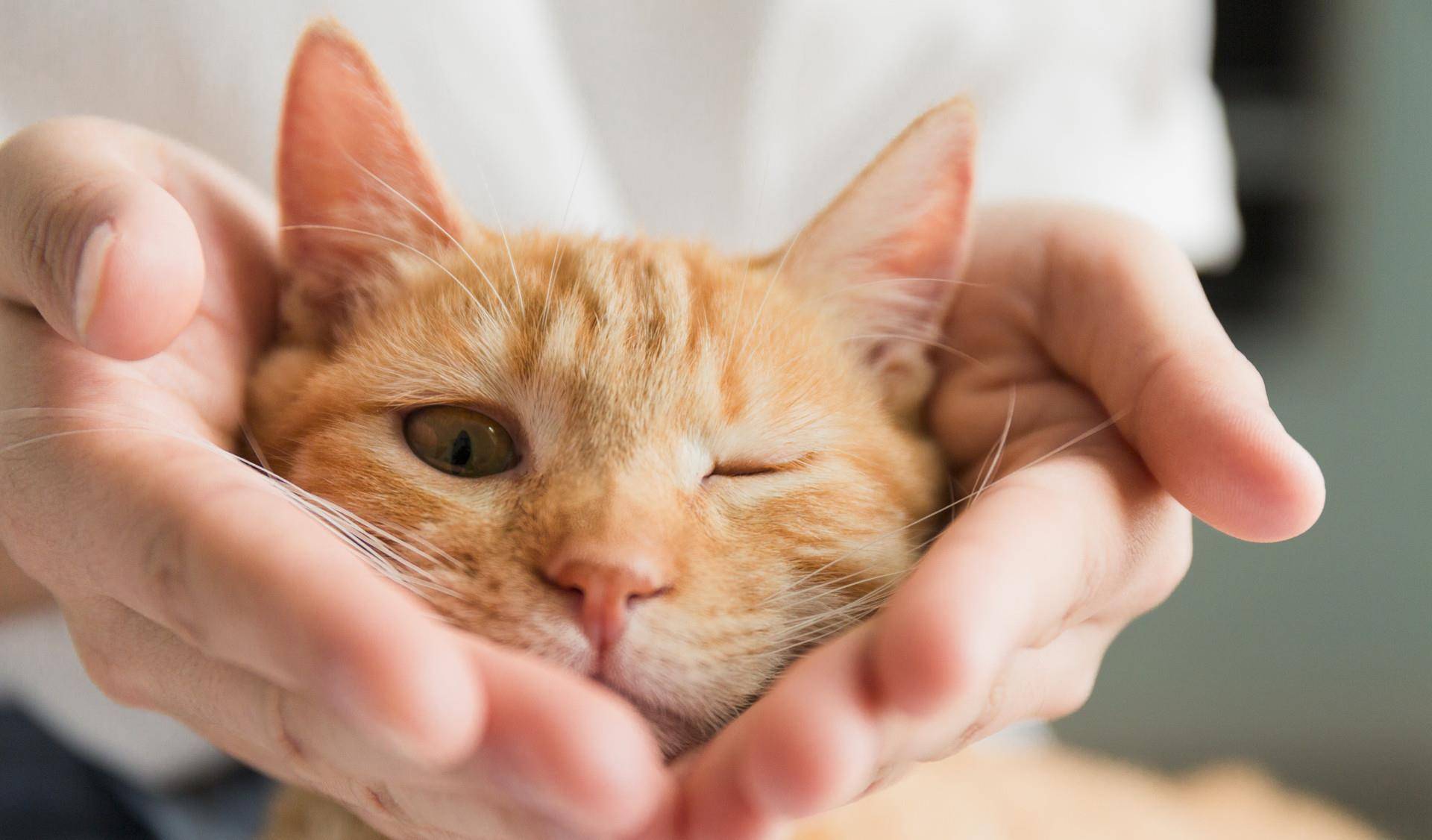 猫咪也会得抑郁症,出现反常行为请注意 猫咪也会得抑郁症,出现反常行为请注意