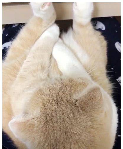 女子下班回到家,发现猫咪在坐着,走到跟前一看,瞬间被萌化了 女子下班回到家,发现猫咪在坐着,走到跟前一看,瞬间被萌化了