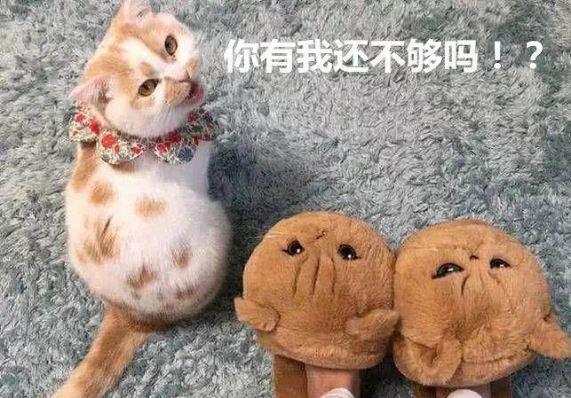 买回一双拖鞋，家里的橘猫却吃起醋来，这表情免不了1万字检讨了