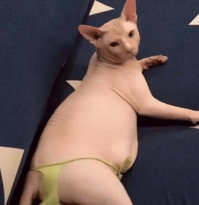 女子养了一只无毛猫,带回老家被老妈嫌弃,下一幕让人哭笑不得 女子养了一只无毛猫,带回老家被老妈嫌弃,下一幕让人哭笑不得