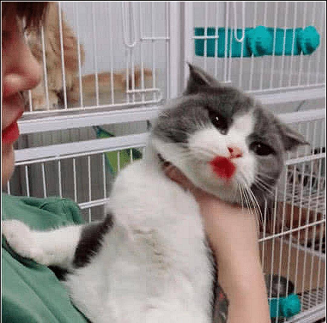 女子强制亲猫咪,当亲完抱开的那一刻,低头一看瞬间被萌化了 女子强制亲猫咪,当亲完抱开的那一刻,低头一看瞬间被萌化了