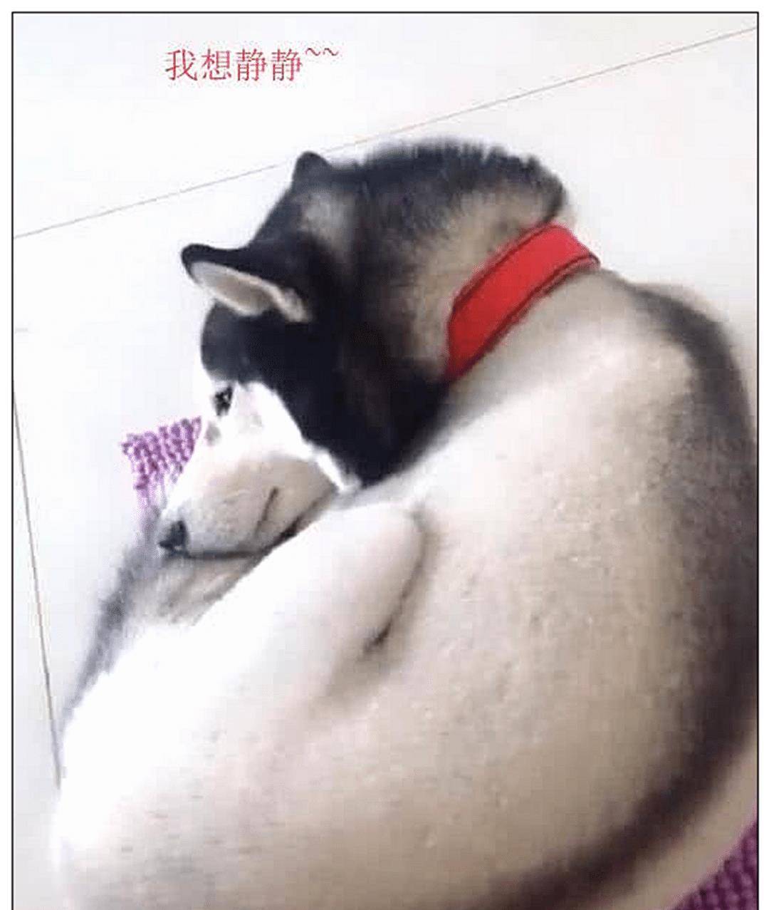 女主上班,让男友带二哈去剪毛,下班后直接笑喷了! 女主上班,让男友带二哈去剪毛,下班后直接笑喷了!