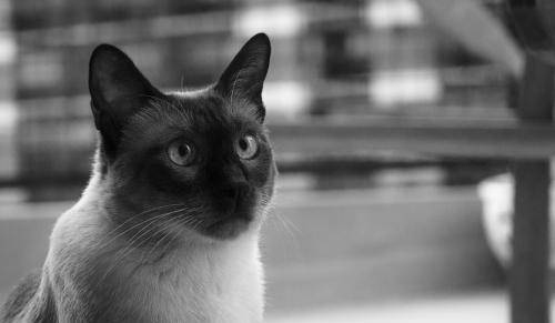 猫咪也会得抑郁症,出现反常行为请注意 猫咪也会得抑郁症,出现反常行为请注意