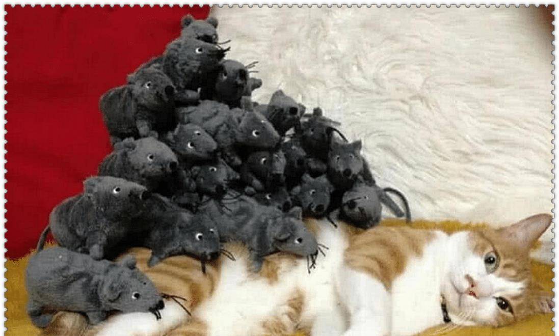 主人趁橘猫熟睡 把老鼠堆在它身上 橘猫被惊醒后 直接愣住了 宠界新闻