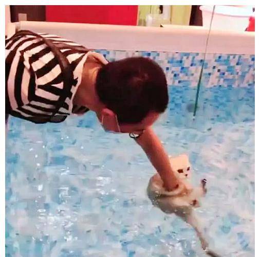 女子把猫咪送宠物店,下班回来进屋一看,拍照发朋友圈 女子把猫咪送宠物店,下班回来进屋一看,拍照发朋友圈