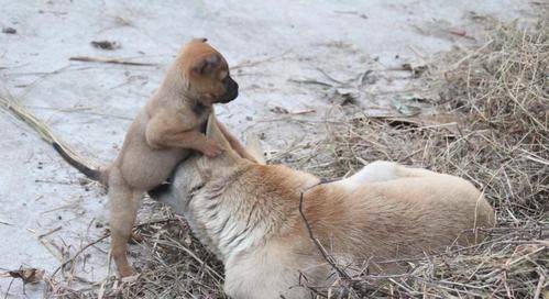 带着|越养越爱养的5种狗狗，比熊犬上榜，你家那位在榜上吗？