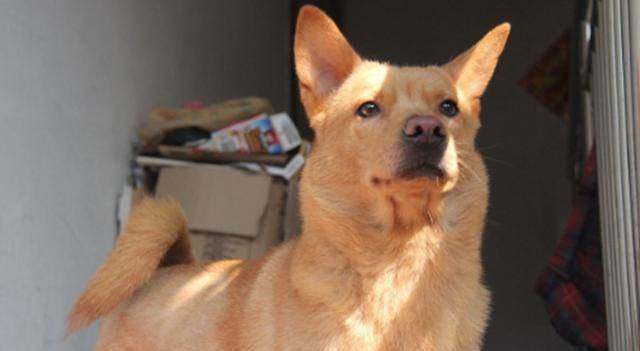 犬种智商排名_中华田园犬智商排名(2)