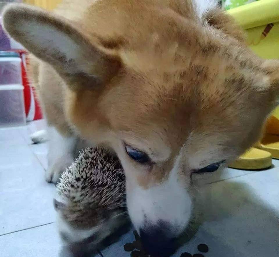 观点评论|小巧巨萌的短腿柯基,其实非常脆弱,要主人的细心照顾