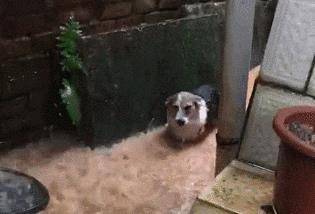 眼泪|柯基被淋成落汤基了,主人:快回来!柯基:不行!底盘低,熄火了