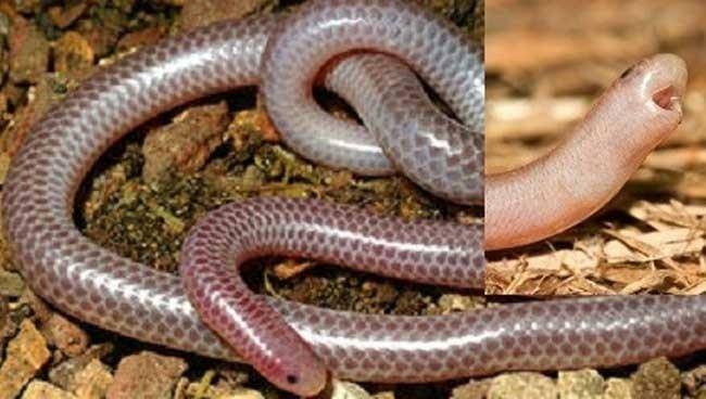 蛇是什么类型动物 3a11cc746b8147ef866295e941d6c283.jpeg