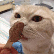 猫咪吃冰淇淋怎么喂
