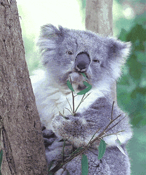 5c509d1b4aa14a15803052aed7f4d2d2.gif