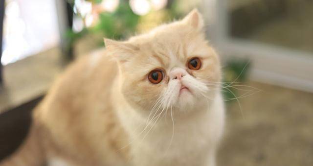 因为|这6种猫，一旦成为流浪猫，很难活过3个月