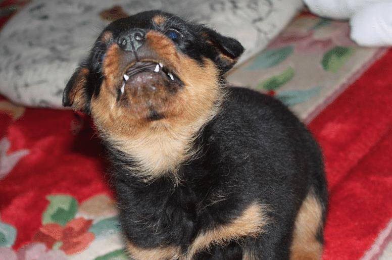 错误|饲养幼犬时，主人不要犯这6大错误，对它太伤了！