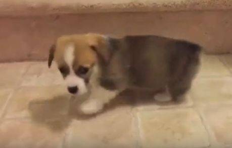 良心|柯基怎么也爬不上楼梯,一旁的主人笑疯了,你良心不会痛吗?