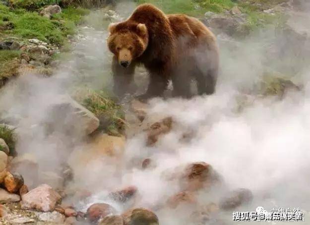 揾食艰难？大棕熊竟然上火山去觅食