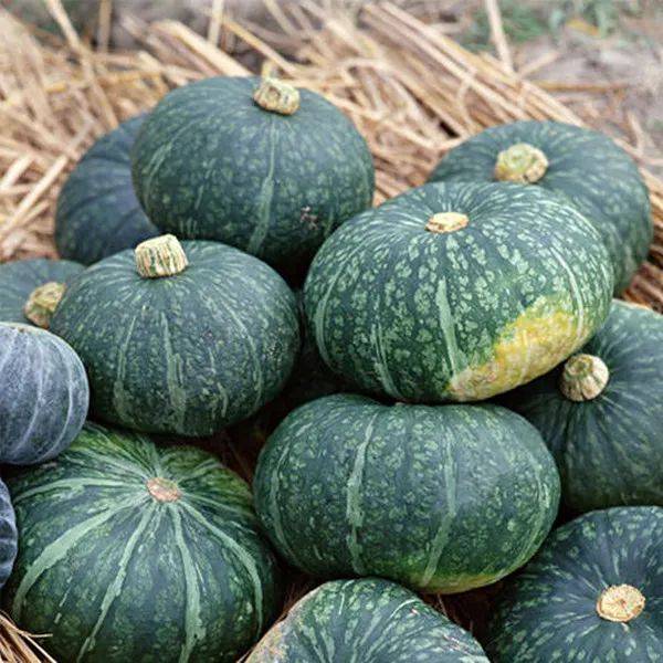 你以为它是板栗实际上它是南瓜陕西板栗南瓜