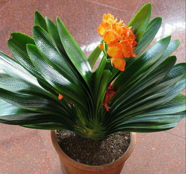 原创君子兰夹箭怎么办给它喝点营养水很快开出艳丽大花朵