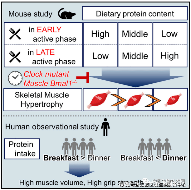 补充|想要强身健体效果显著吗?那就在早餐补充更多的蛋白质!