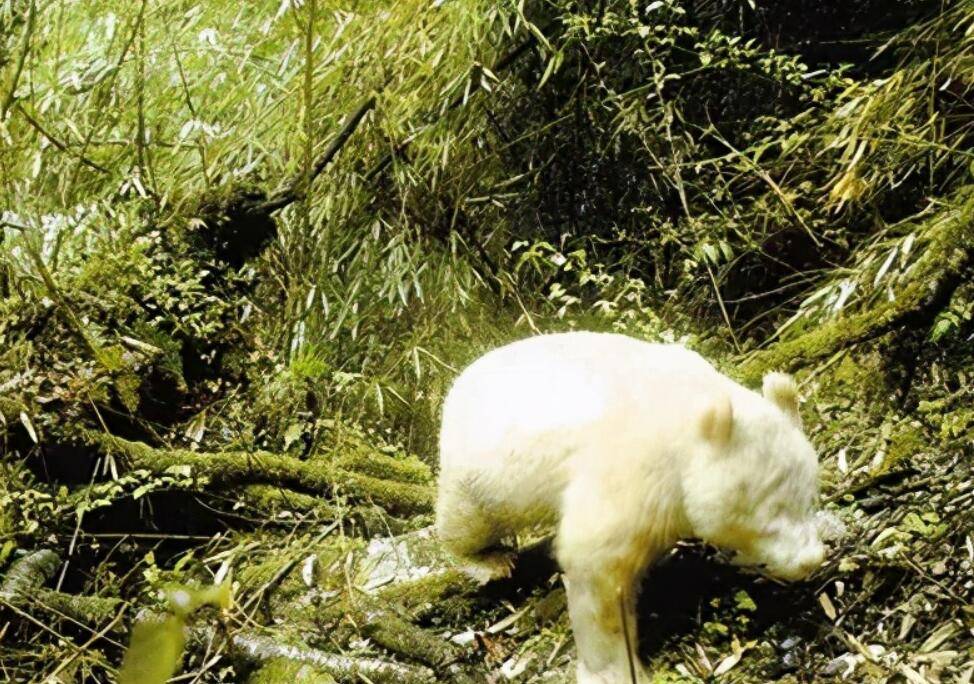 没有梅花东北引种仅此1只陕西发现罕见纯白色小梅花鹿
