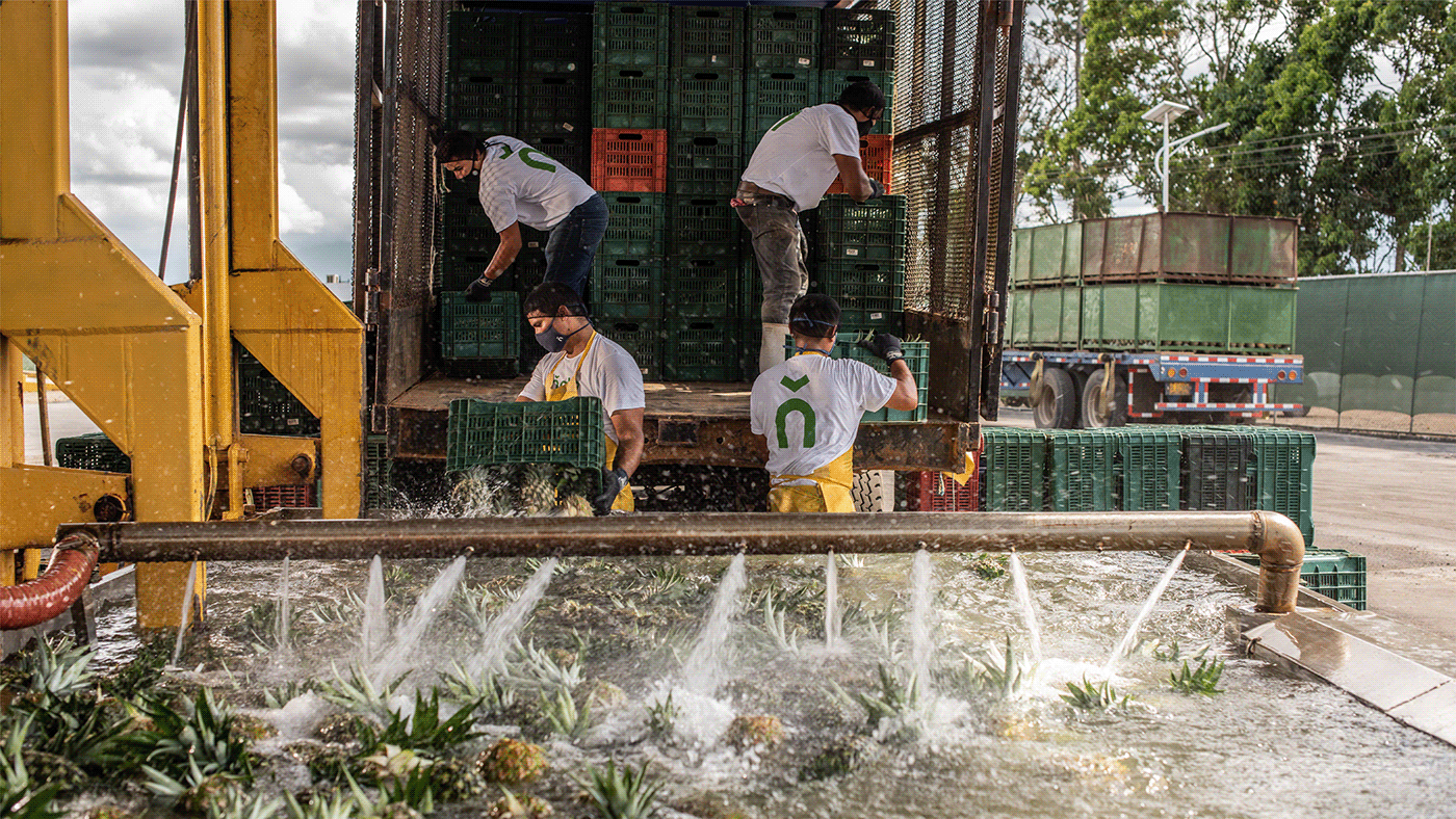 Atelier|平面设计 | Pi?albo 哥斯达黎加水果品牌形象设计