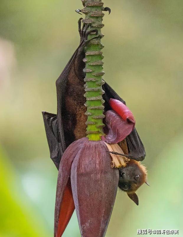 原创印拍摄到一只大型的蝙蝠在白天活动倒挂在香蕉花上吸食花蜜