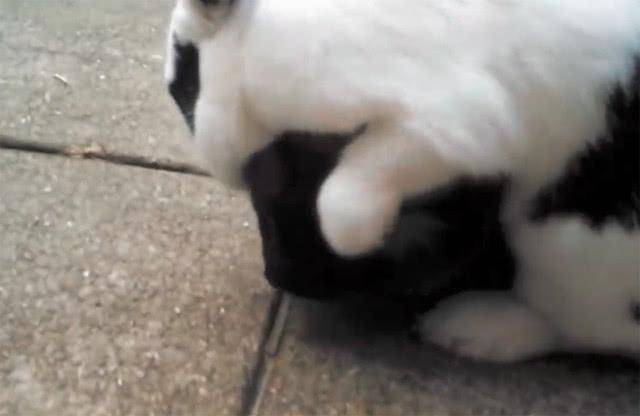 猫放屁臭躲起来了 09061344dd9b4c99aa9290738687a8f7.jpeg