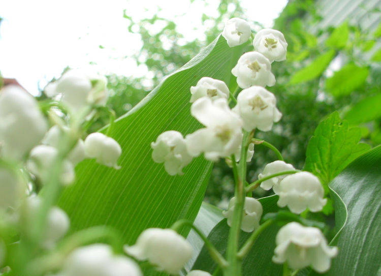 养花试试这几款 白色的透明花 非常的漂亮好看 花卉