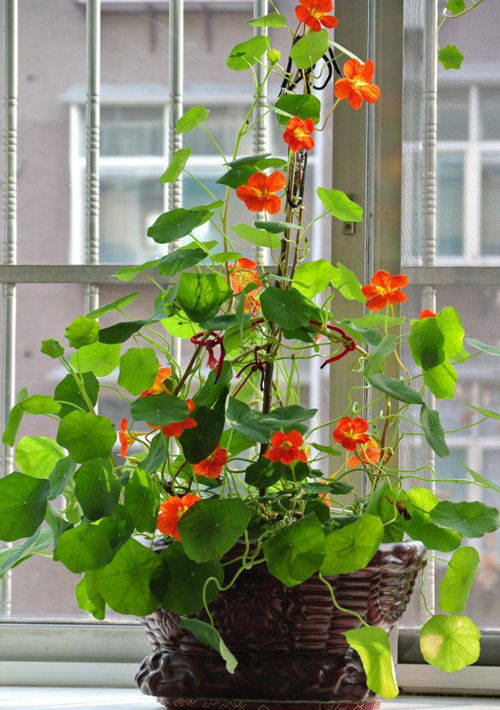 原创如何给旱金莲催芽?