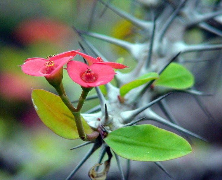 虎刺梅开花前要做哪些准备,开花后要如何处理?