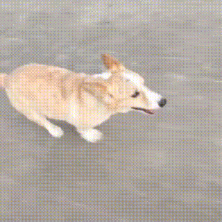 毛孩子|柯基犬无家可归，浑身是病，竟凭实力收获铲屎官！