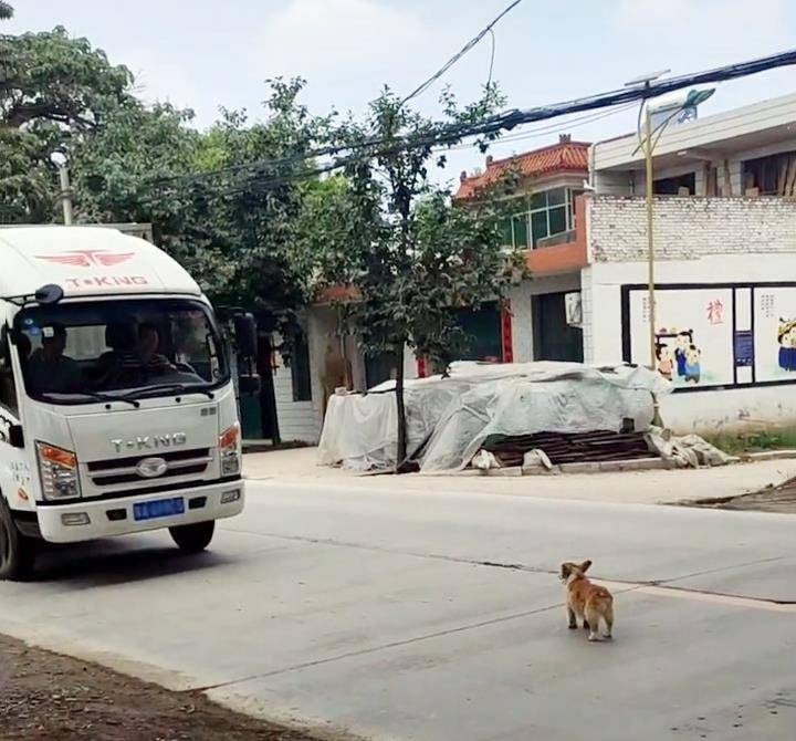 毛孩子|柯基犬无家可归，浑身是病，竟凭实力收获铲屎官！