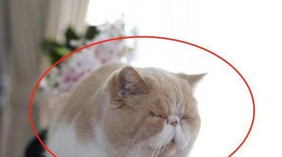 猫咪|宠主说自家的加菲猫整日一副忧郁脸,本来不信,直到看到猫咪后