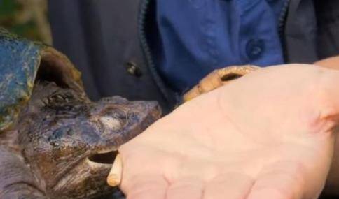 动物咬力排行_猛兽咬合力排行榜:狮子垫底,老虎仅排第八,榜首出乎意料(2)