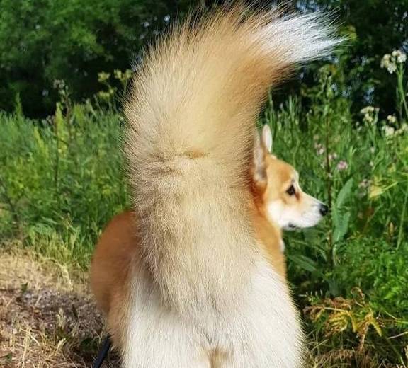 肠胃|原来这才是柯基“断尾”的原因，你会让它断尾吗？