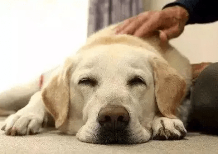 意思|在拉布拉多犬眼里，主人摸它的头部，代表这些意思！