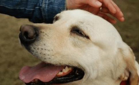 意思|在拉布拉多犬眼里，主人摸它的头部，代表这些意思！