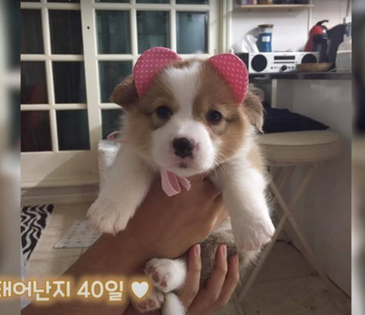 阿泽西|韩国小哥舍弃终身大事，只为养8只柯基！谁能拒绝它们的魅力？