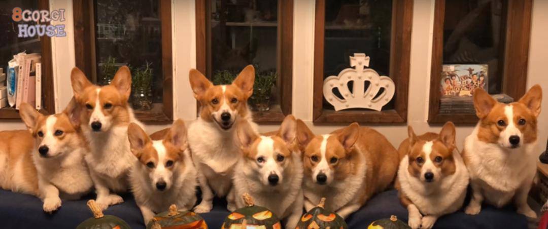 阿泽西|韩国小哥舍弃终身大事，只为养8只柯基！谁能拒绝它们的魅力？