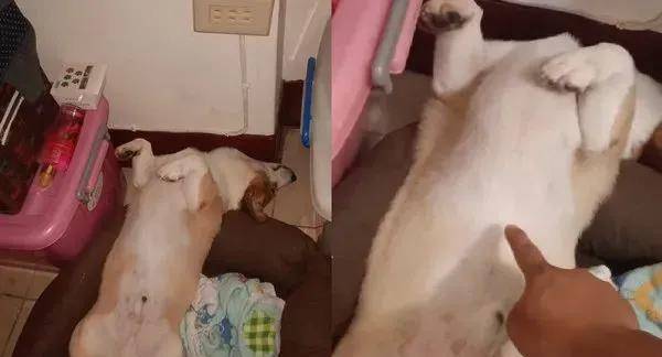 皮发毛|饲主叫不醒7岁柯基,担忧到赶快用手戳醒它