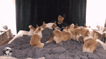 阿泽西|韩国小哥舍弃终身大事，只为养8只柯基！谁能拒绝它们的魅力？