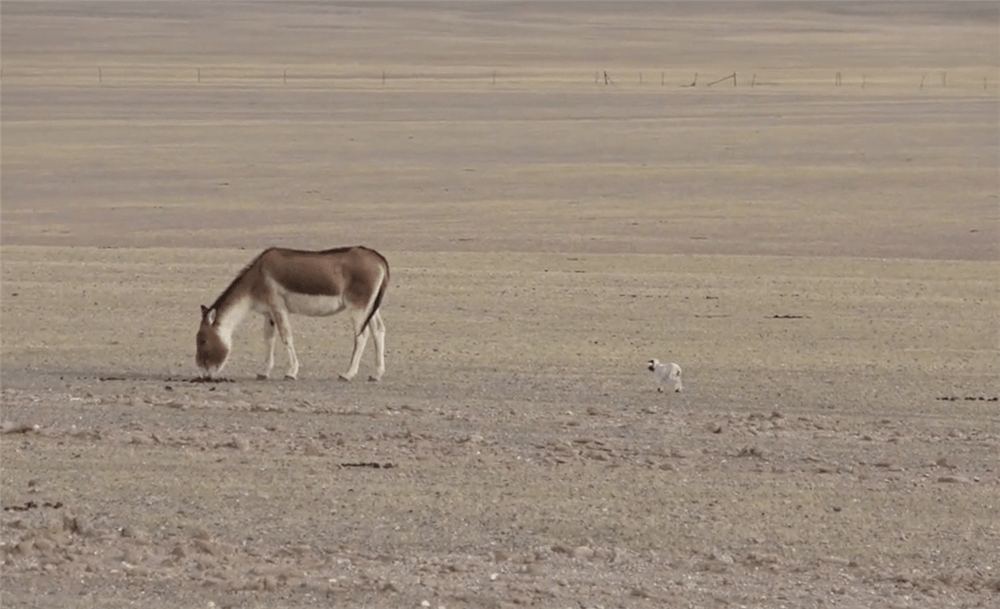 羌塘发现一只呆萌小动物，跟着藏野驴抢食，被踢5米远还敢跑上去